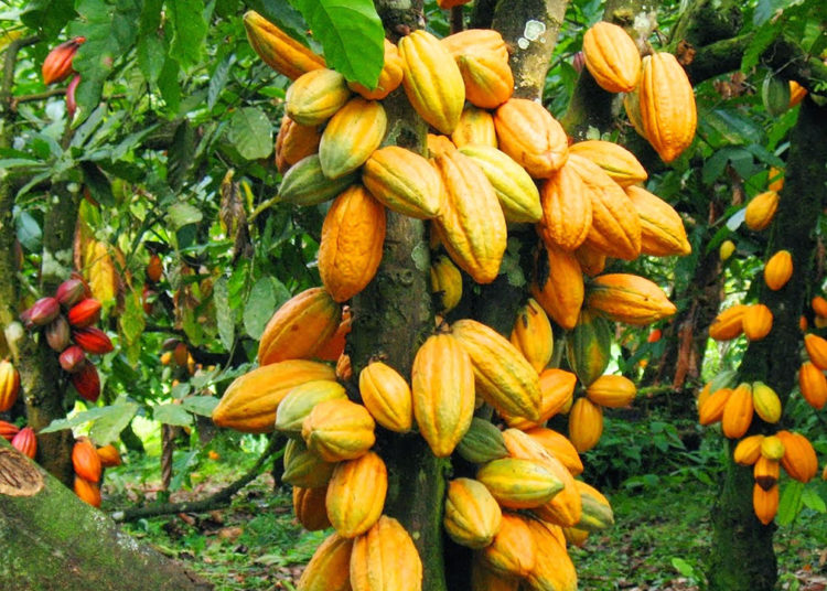 Cocoa-Production-750x536